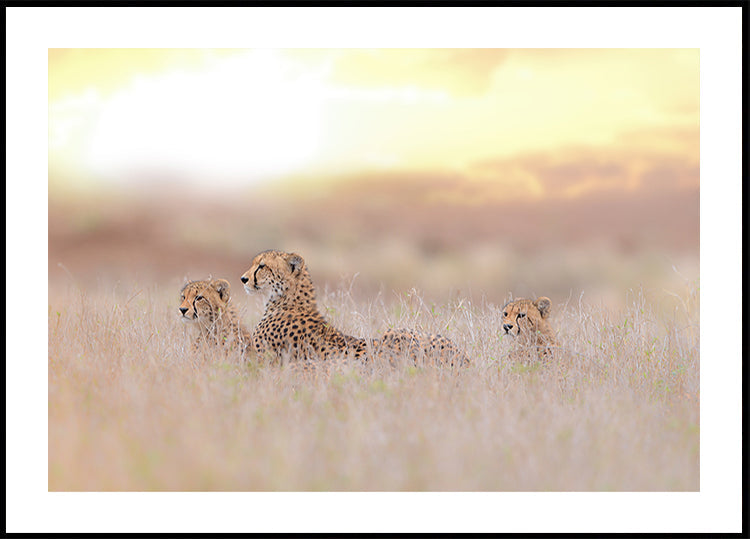 Cheetah Family -juliste