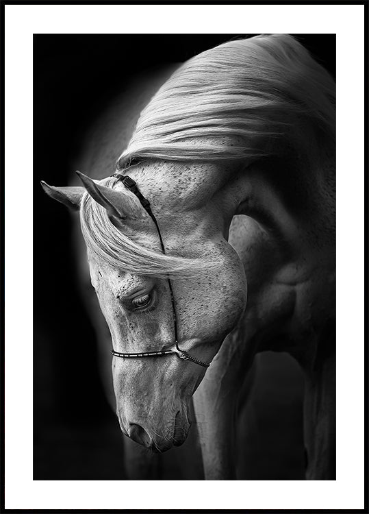 valkoinen ori Juliste