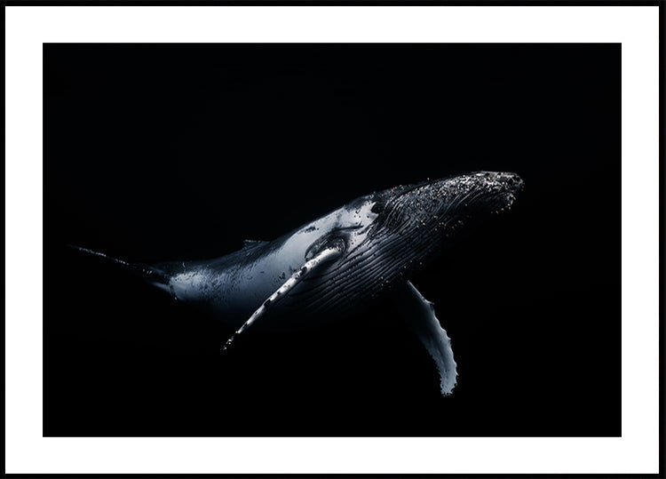 Black & Whale -juliste