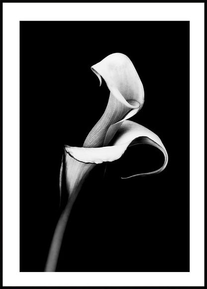 Calla Lily -juliste 