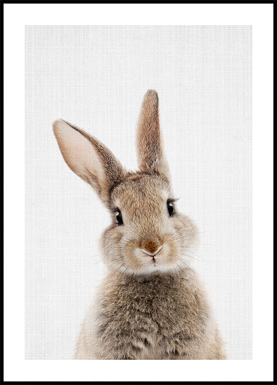Peekaboo Bunny -juliste