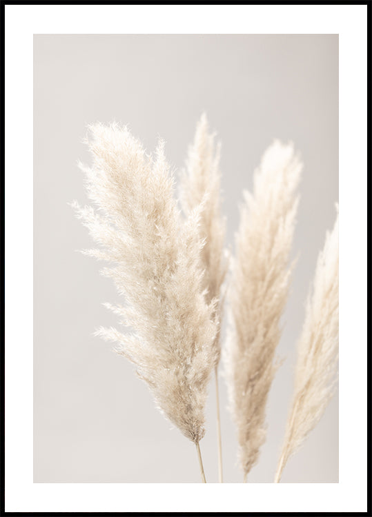 Pampas Grass Grey 02 juliste