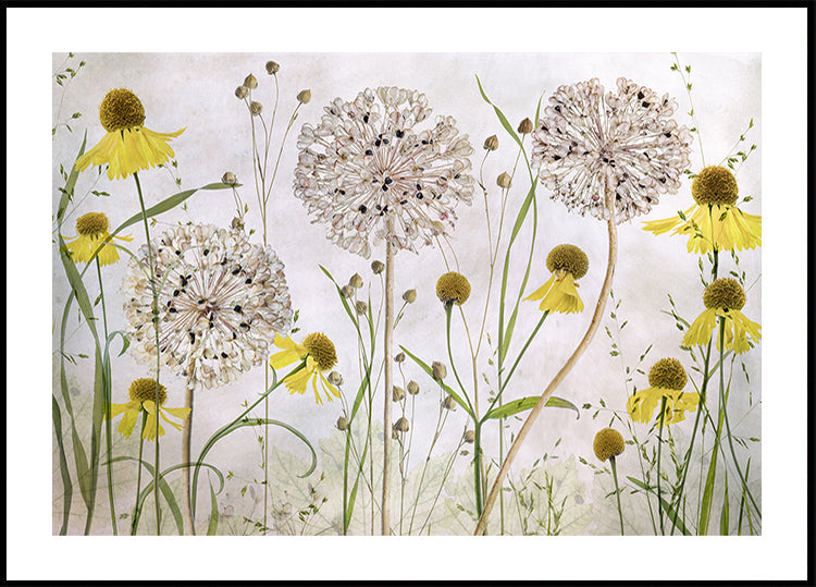 Alliumit ja Heleniums -juliste