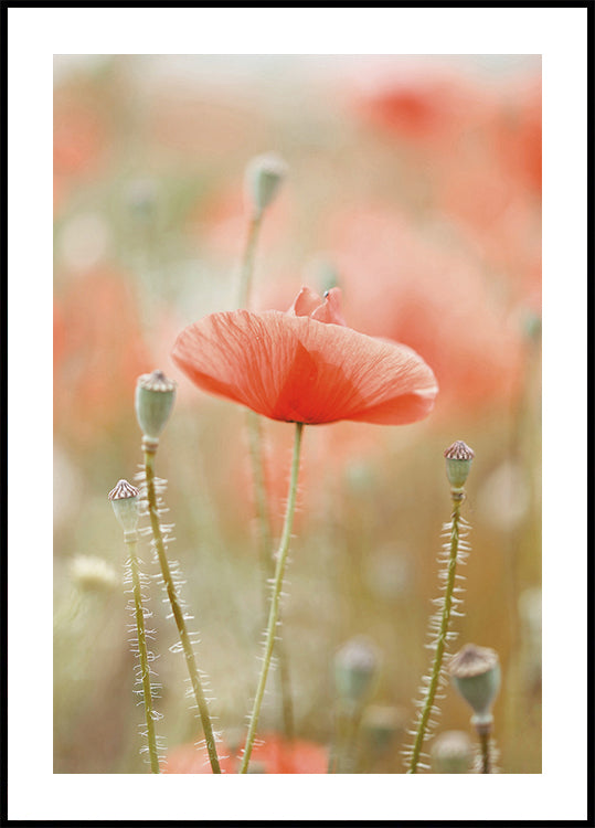 Field of Poppies -juliste 