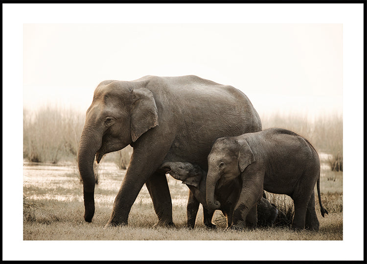 perheen muotokuva juliste