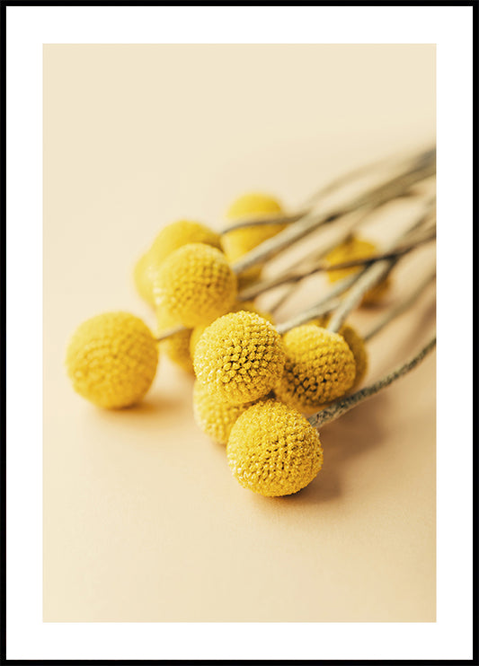 Craspedia Globosa Flowers -juliste