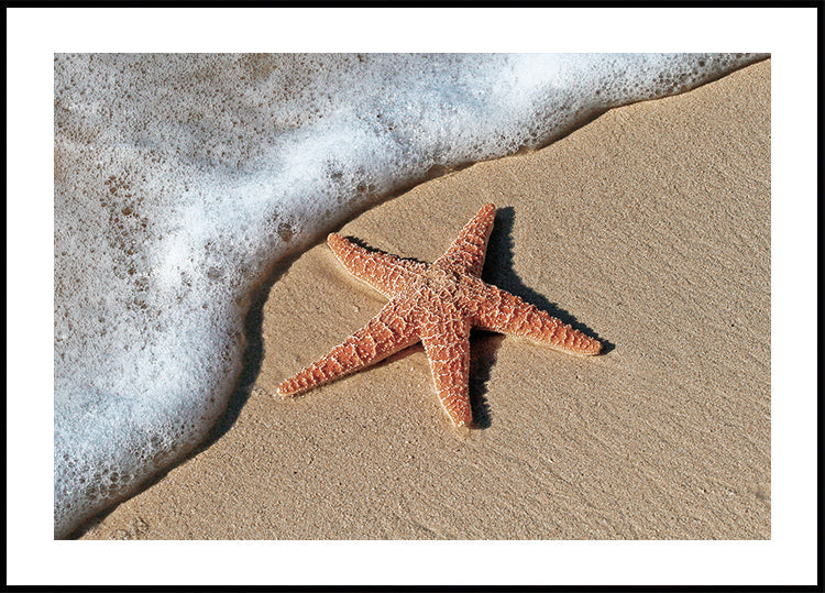 Starfish on the Beach Shoreline -juliste 