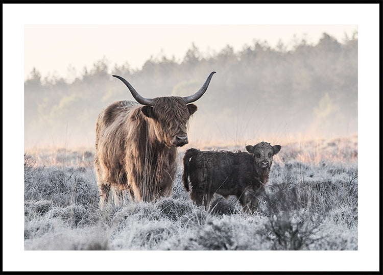 Highlander and Calf -juliste