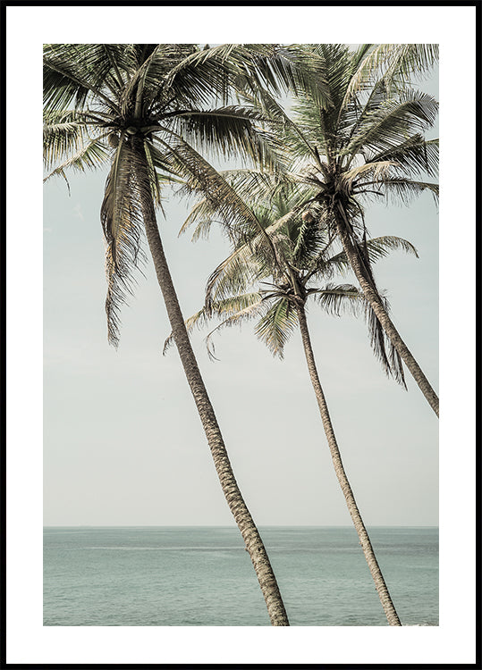 Ocean Breeze Palms -juliste
