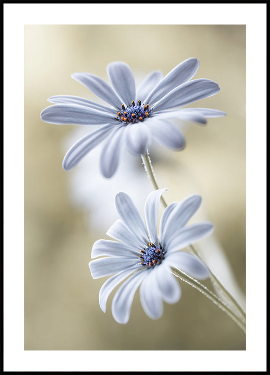 Cape daisies -juliste