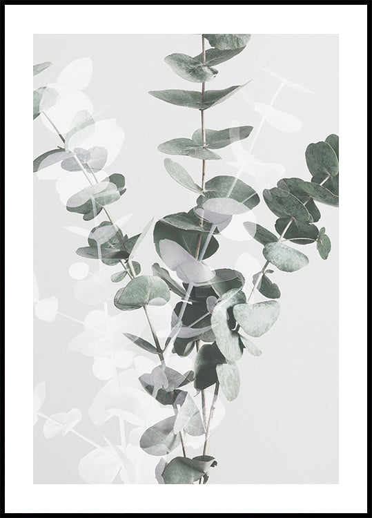 Eucalyptus nro 3 juliste