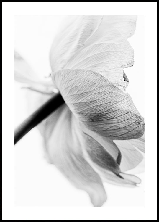 Kukkiva kukka -juliste