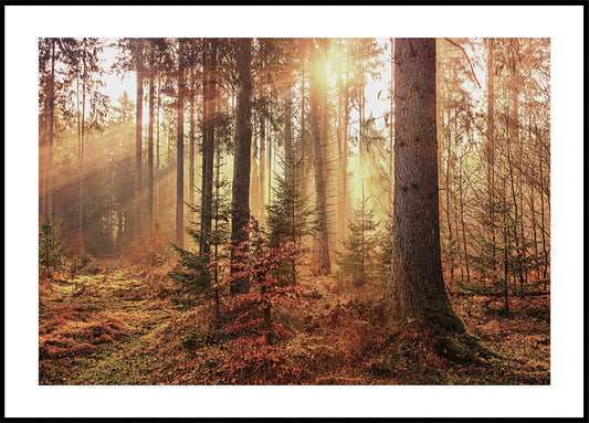 Serene Forest Illumination -juliste