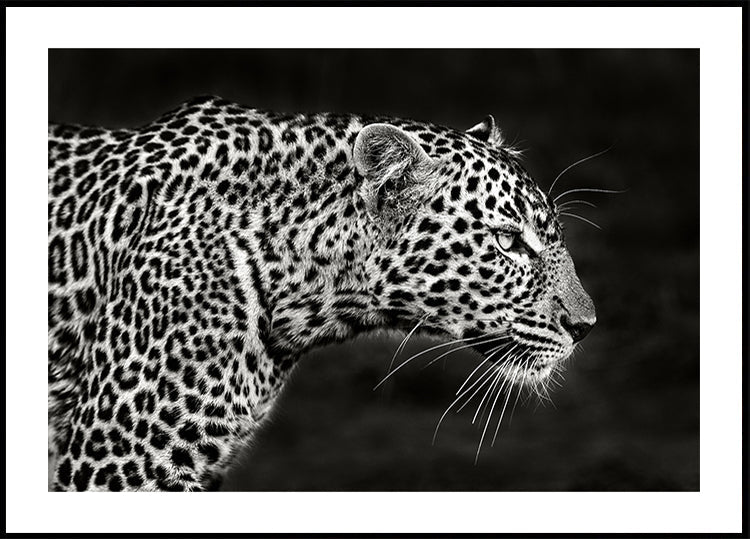 Leopard lähikuva juliste