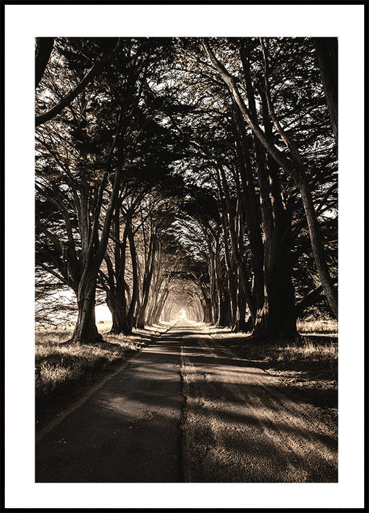 Road Amidst Trees -juliste 