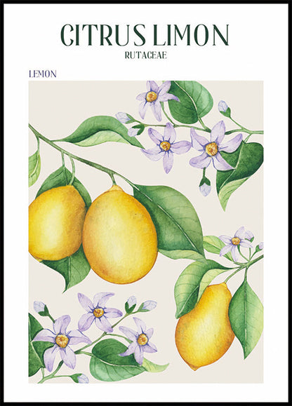 Citrus Limon -juliste 