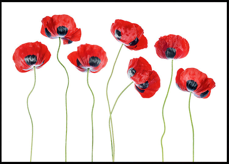 Ladybird Poppies -juliste