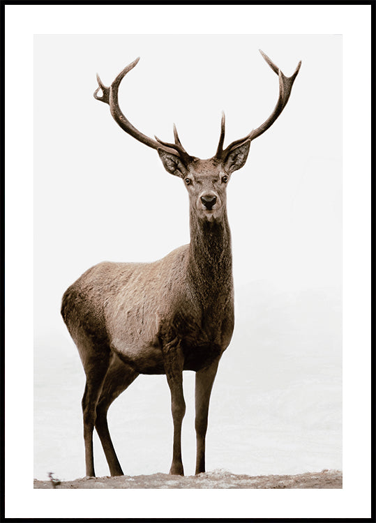 Majestic Deer on the Mountain -juliste 