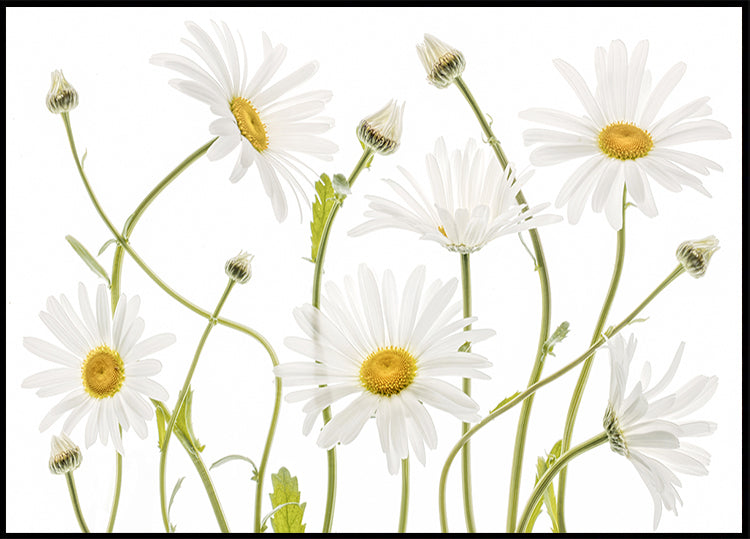Ox eye Daisies -juliste