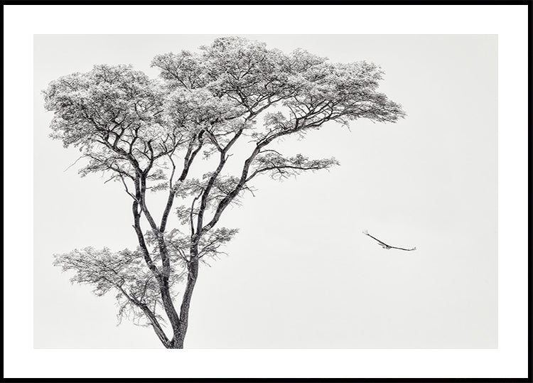 afrikkalainen kotka -juliste