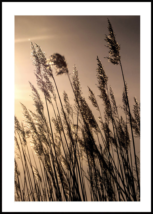 Reeds at Sunset Plakat - Posterbox.dk