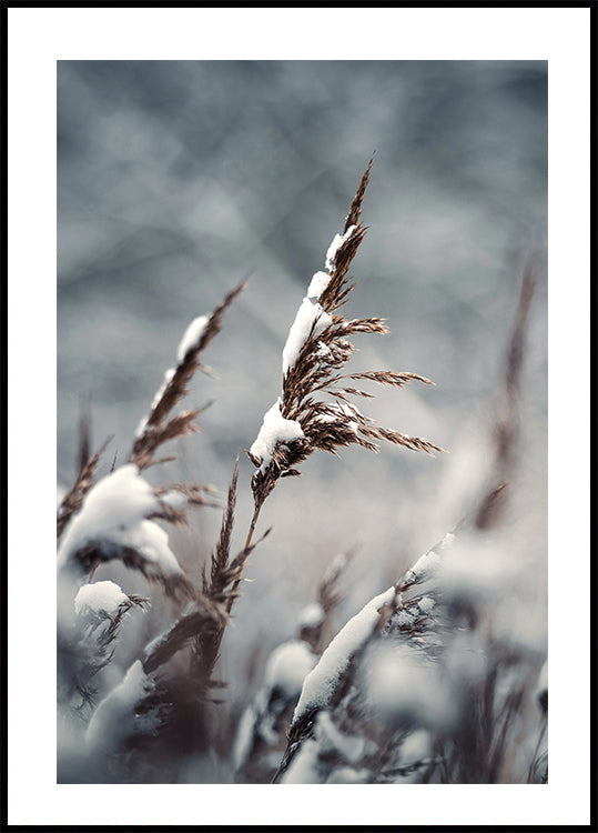 Winter Reed Plakat - Posterbox.dk