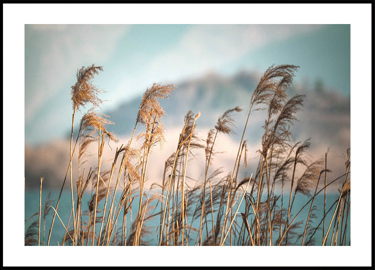 Reeds By The Lake -juliste 