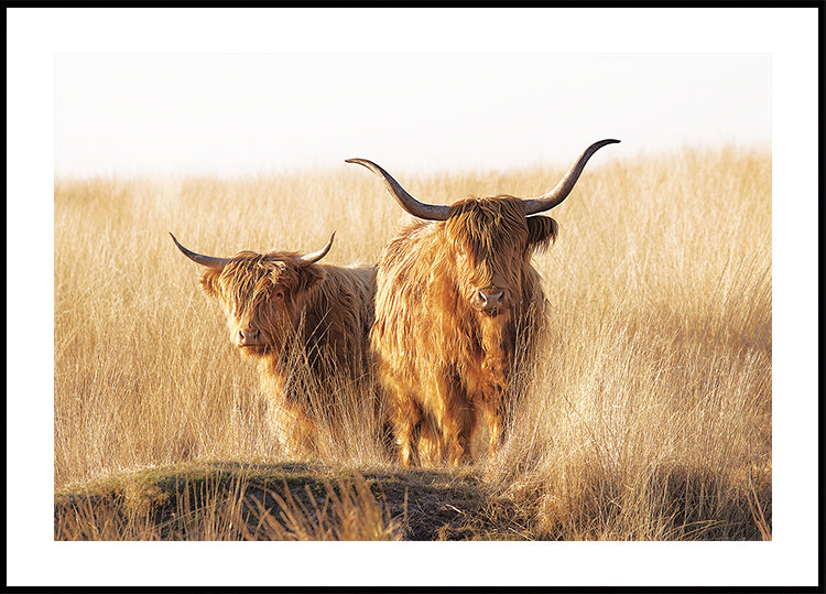 Nuori ja vanha ylämaalainen juliste