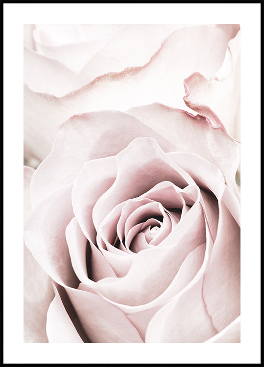 Pink Rose No 05 -juliste