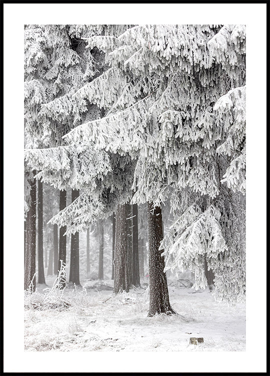 Talvimetsä 2