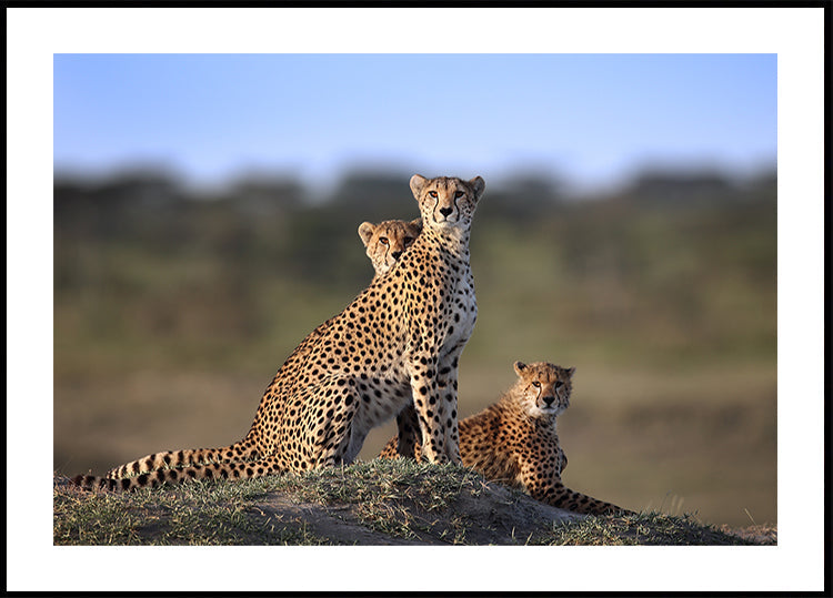 Cheetahs Family -juliste