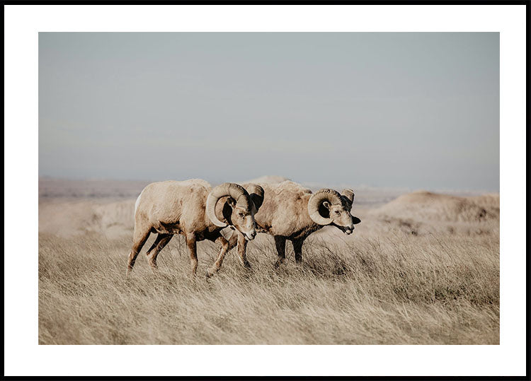 Bighorn Sheep in Nature -juliste