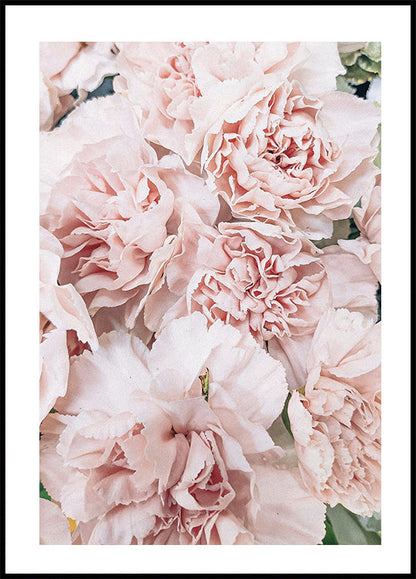 Pink Peony Bloom -juliste 