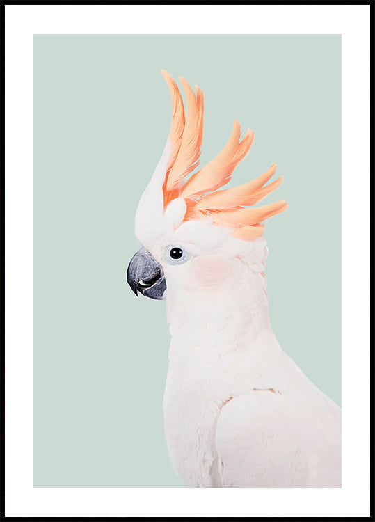 Kakadu juliste
