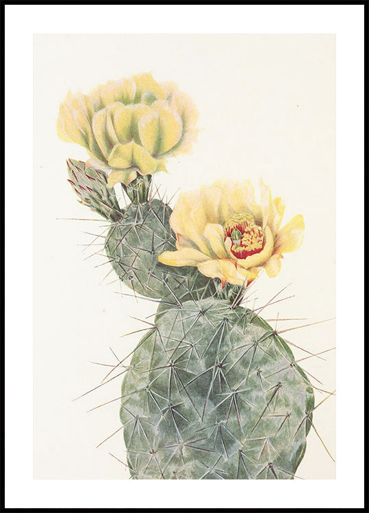 Missouri prickly Pear North American Wildflowersista (1925), kirjoittanut Mary Vaux Walcott. juliste