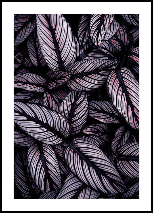 Purple Leaves -juliste 