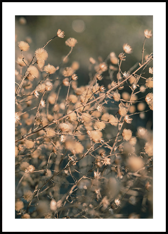 Beach flowers_003 Juliste