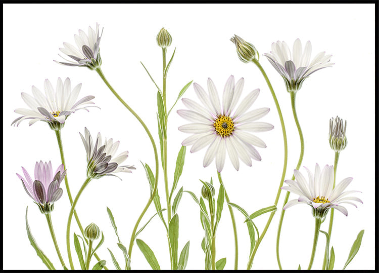 Cape Daisies -juliste
