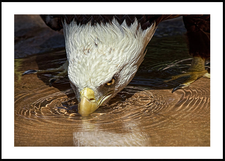 Viileä juoma kuuman päivän julisteessa