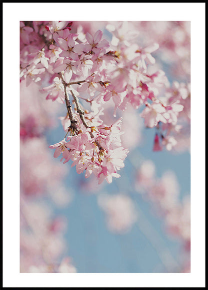 Cherry Blossom -juliste 