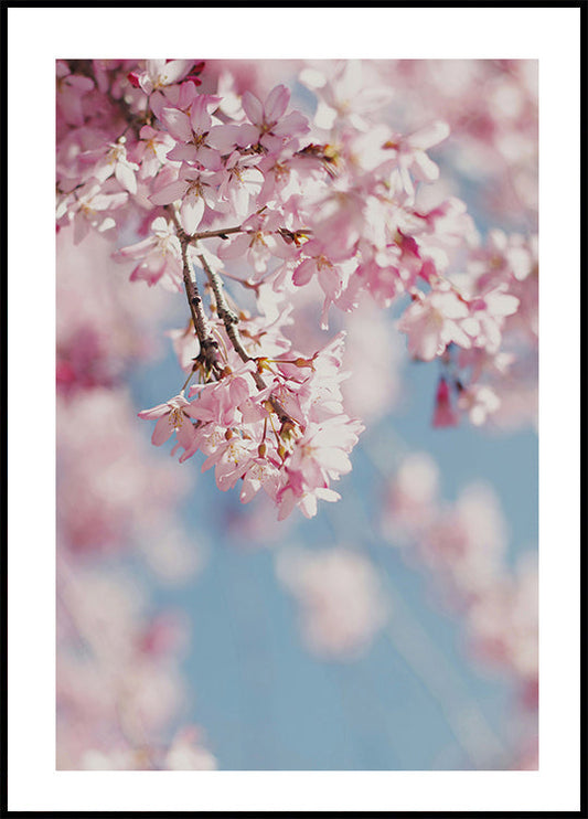 Cherry Blossom -juliste 