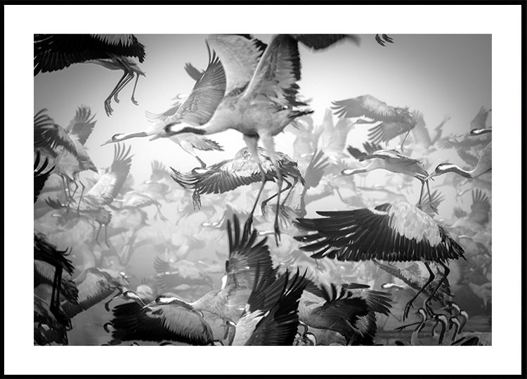 Chaos juliste