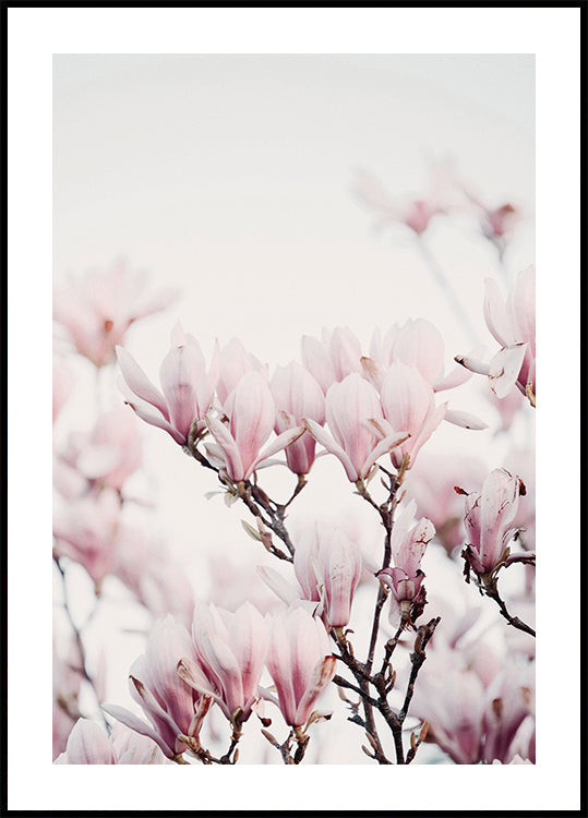 Magnolia Blossom -juliste 