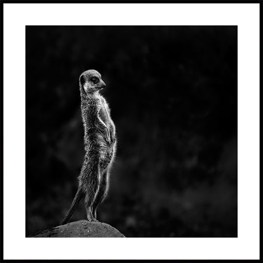 Meerkat juliste
