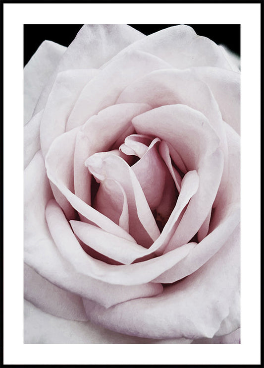 Pink Rose -juliste 