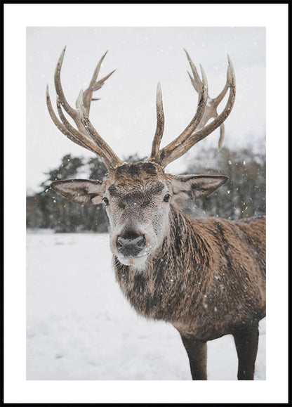 Majestic Deer in the Snow -juliste 