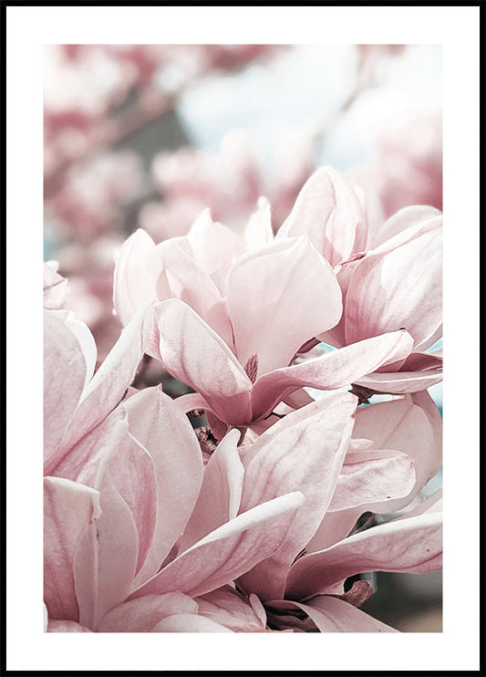 Magnolia Blossom -juliste 