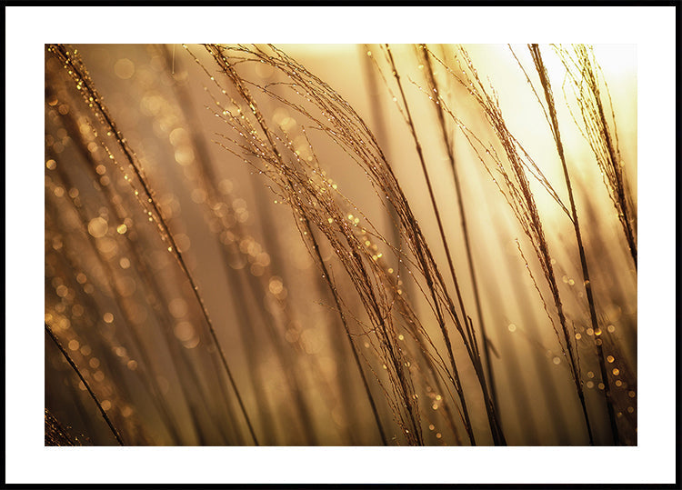 Golden Morning Dew -juliste