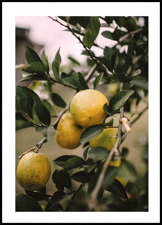 Lemons Tree -juliste 