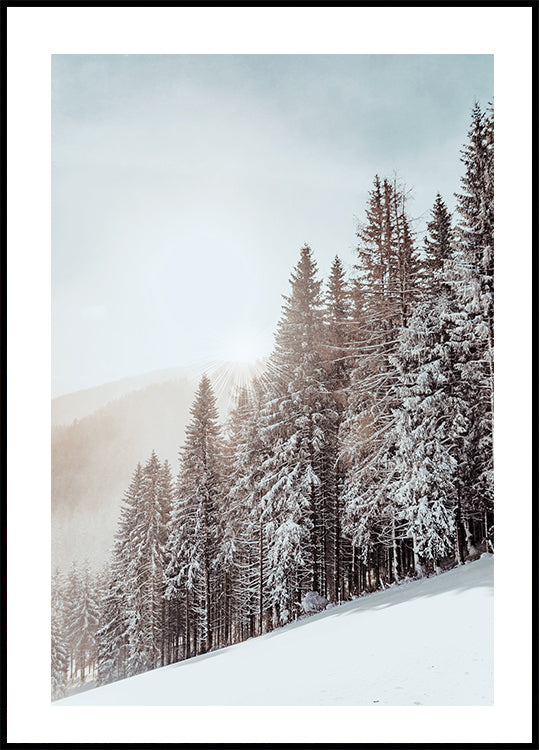 Snow Covered Trees -juliste 